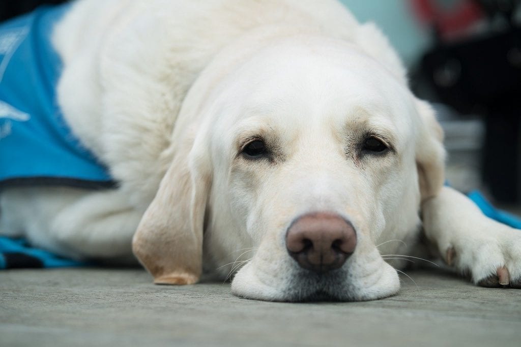 Dogs deserve holidays too, book your dog friendly holiday cottage in Scotland today.