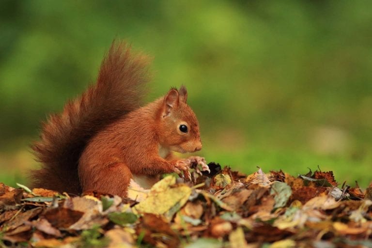 Our self catering cottages near Oban in Scotland are a haven for wildlife