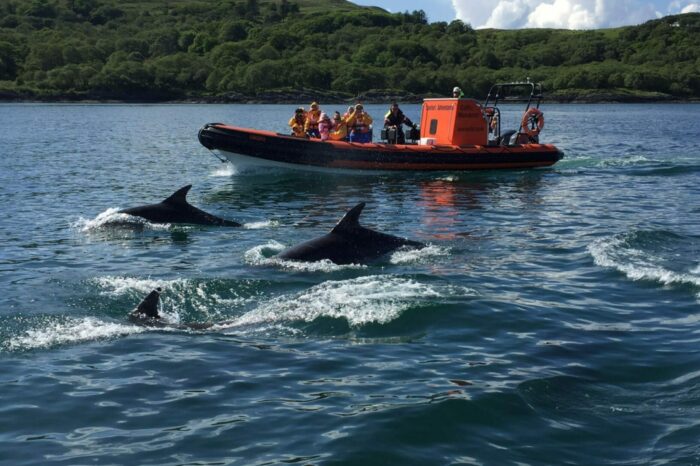 Seafari Wildlife Boat Trips from Easdale