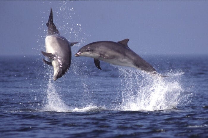 Bottle Nosed Dolphins