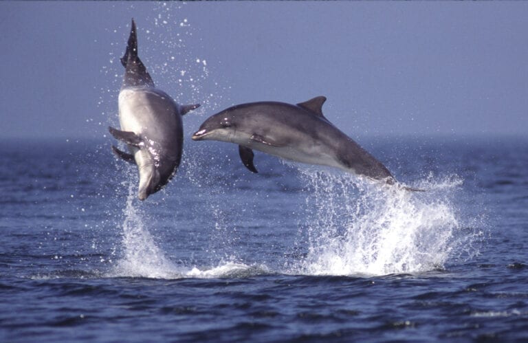 Bottle Nosed Dolphins