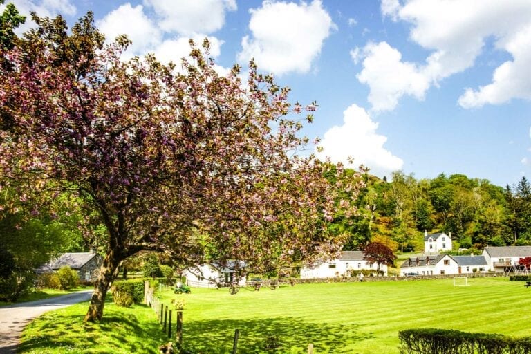 Cherry Blossom in spring at Melfort Village