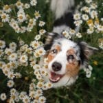 Dog Friendly Holiday Cottages in Scotland at Melfort Village