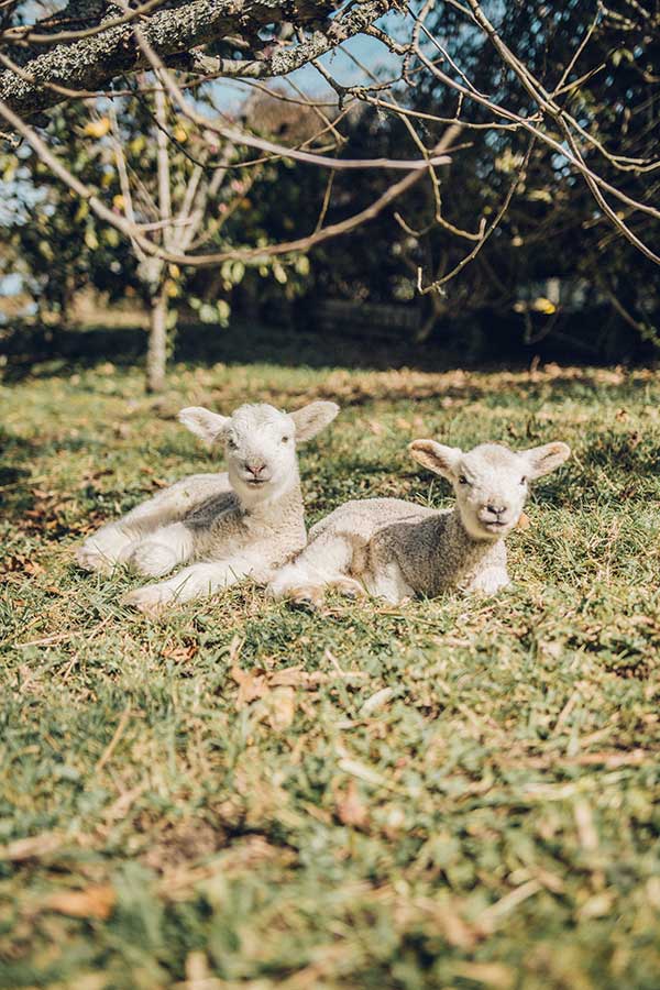 Spring lambs in Argyll