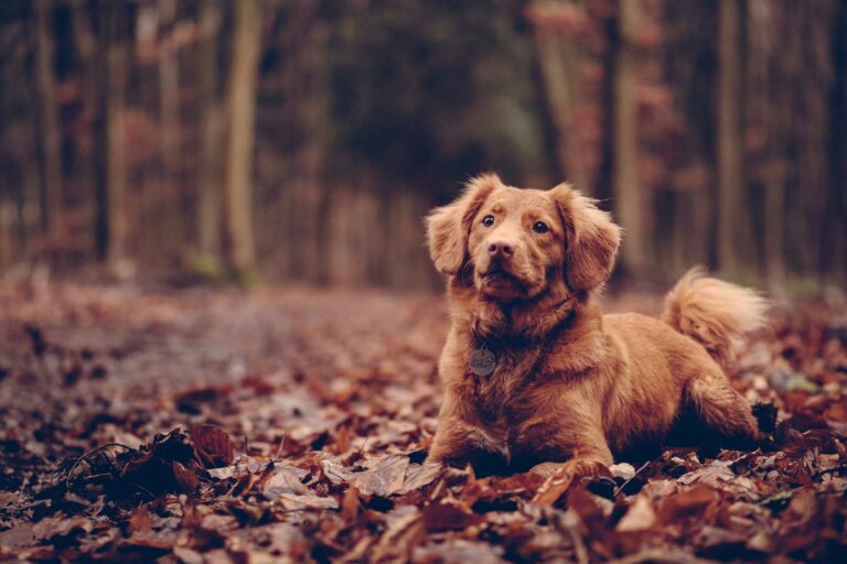 Dogs are welcome too when you come for a cosy Autumn self-catering break in Scotland, at Melfort Village