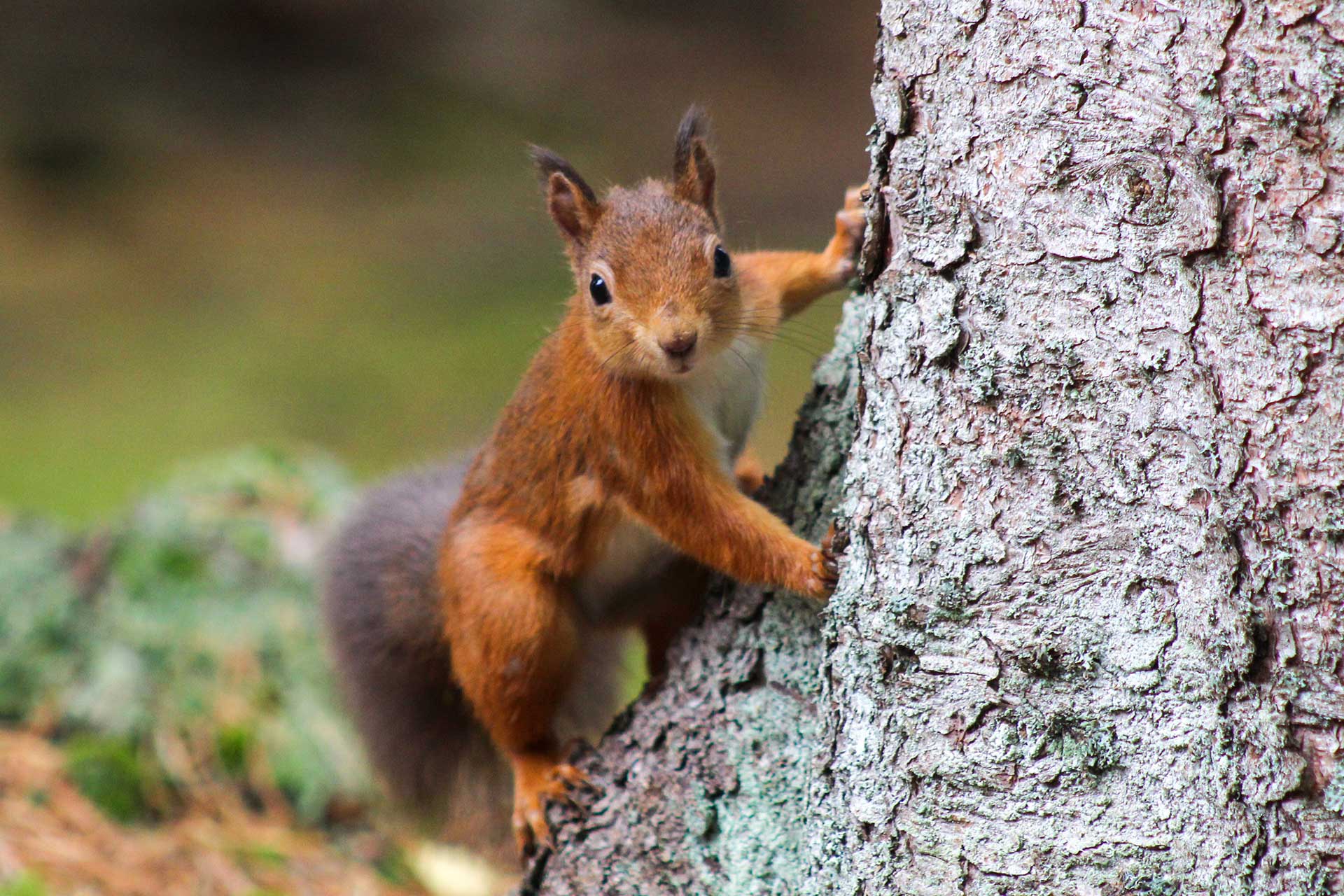 Enjoy the wildlife around Melfort Village on a cosy Autumn self-catering break in Scotland