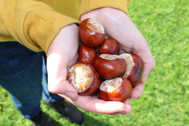 Enjoy a cosy Autumn self catering break in Scotland at Melfort Village and do things like play conkers